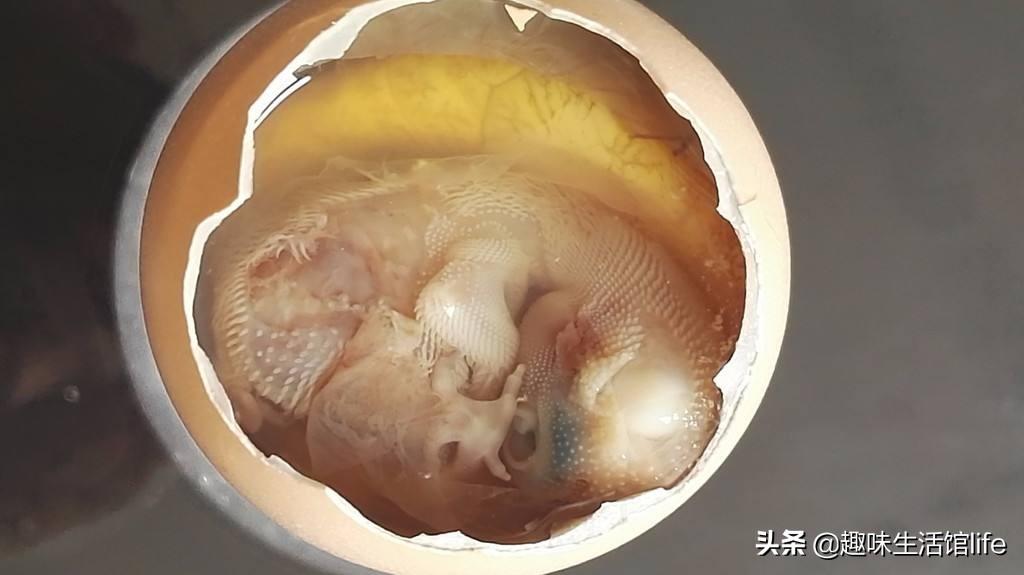 活珠子与毛蛋怎么区别(毛蛋子和活珠子的区别你知道吗) - 用户投稿