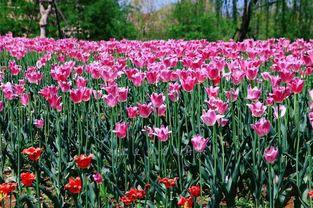 荷兰的国花是什么花，荷兰的国花是什么（荷兰的国花是什么花,也被称为什么）