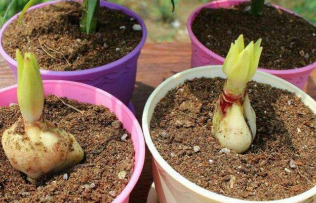 土培百合花怎么养，土壤百合花怎么养（一年四季都能有花赏）