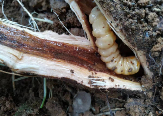 五种常见昆虫简介，5种过去常见小虫子