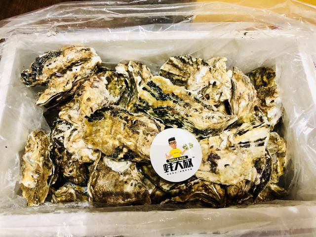 生蚝怎么打开，生蚝怎么做好吃（蚝大叔生蚝的保存，开蚝方法）