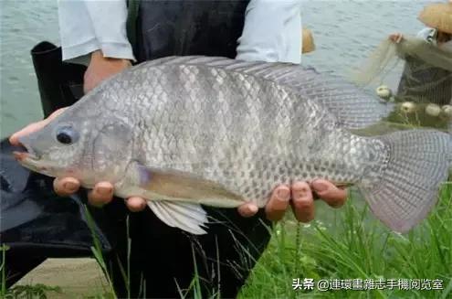 淡水鱼都有什么鱼，钓鱼人一定要知道的二十种淡水鱼（中国常见的20种淡水鱼）