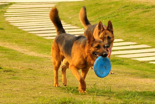 聪明的中大型犬品种，服从性最高的5种中大型犬