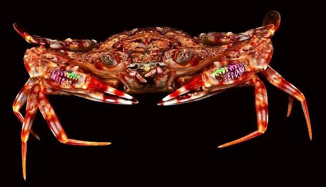 梭子是什么样的，梭子是啥玩意儿（生物相册•散落全世界的远亲）