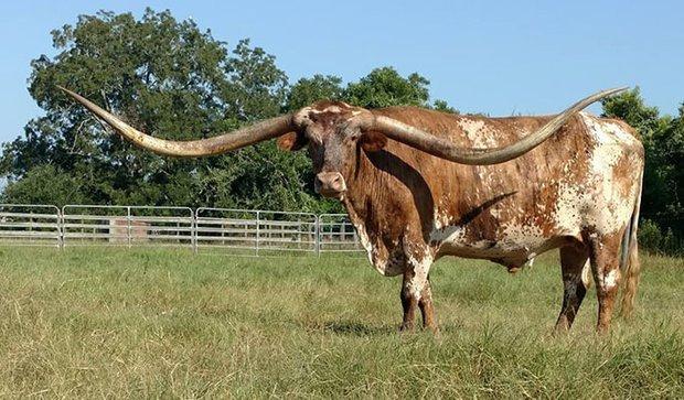 世界上角最长的牛，世界上最大牛角（罕见长角超3米创造吉尼斯纪录）