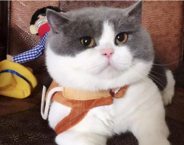 猫品种大全及图片，猫有哪些种类（养猫“首选”这7种品种）