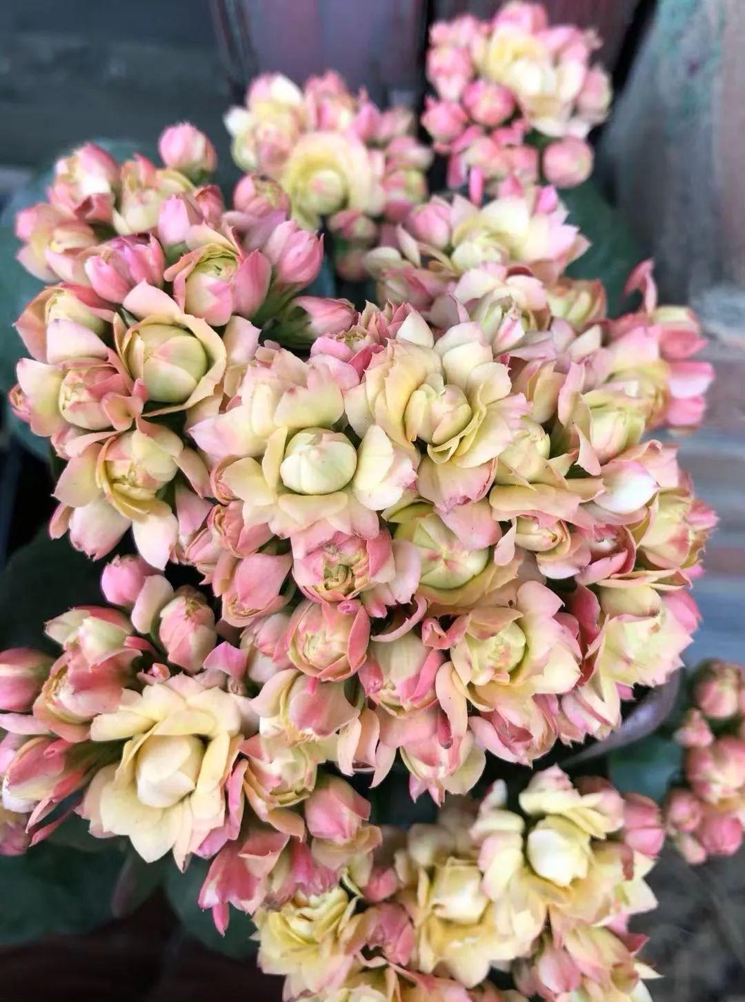 80个长寿花品种(全都美极了,只养1盆真的不够) - 彝家农业网