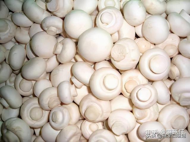 蘑菇发黄了还能吃吗，蘑菇变黄了还能吃吗（如何辨别被漂白过的白蘑菇）