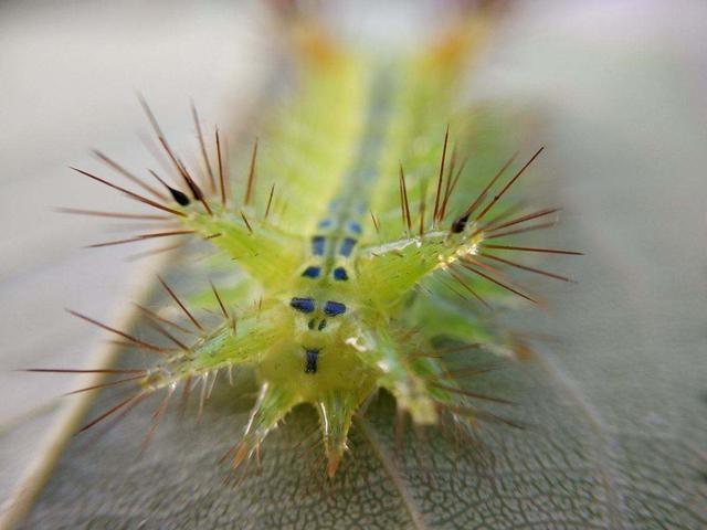 **毛虫是益虫还是害虫，毛毛虫是益虫还是害虫（满身毒刺若碰必中毒，痛入骨髓）