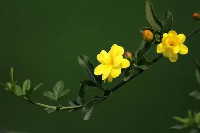 花诗歌，花之歌的作者是谁（50种花卉配50首古诗）