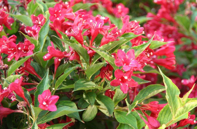 锦带花的寓意象征，锦带花的寓意象征着什么（花语知识：锦带花花语你知多少）