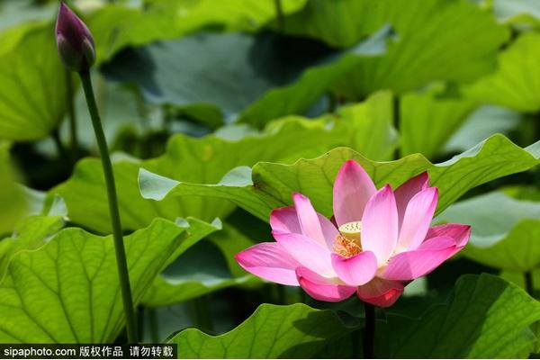 颐和园必看十大景点，颐和园有哪些景点值得去玩（这10个最美赏荷地等你来）