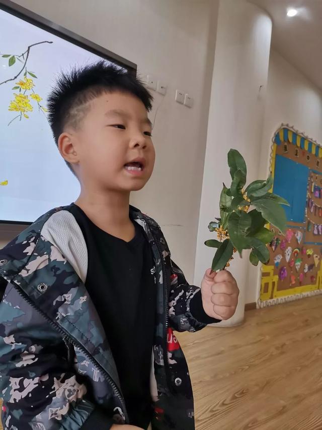 关于桂花的资料，桂花的资料（满园飘逸桂花香）