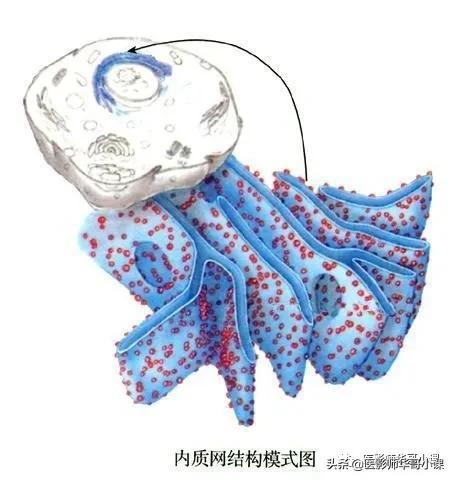 人体解剖学基础，人体解剖学基础知识学什么（基础知识之人体解剖学基础）