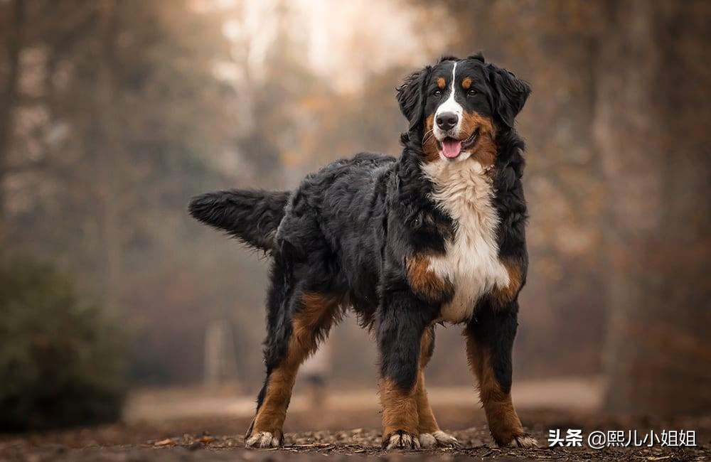 兰西尔犬