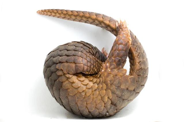 太极腰痛丸,太极腰痛丸多少钱一盒(有多少野生动物毁于"被入药")