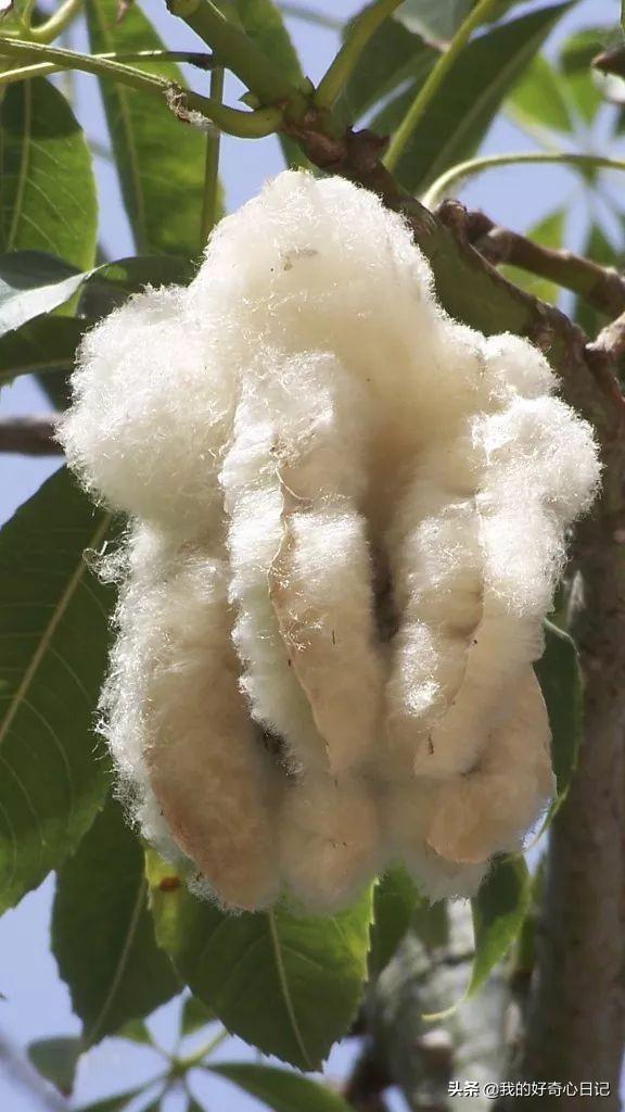 大腹木棉果实能吃吗，异木棉果能吃吗（一树开花，这是属于南方的浪漫）