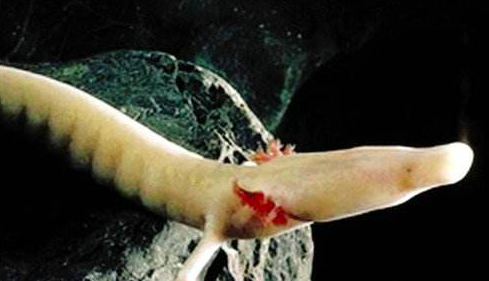 树懒和考拉的区别，树懒是什么动物（这种像龙的生物堪称地球最懒生物）