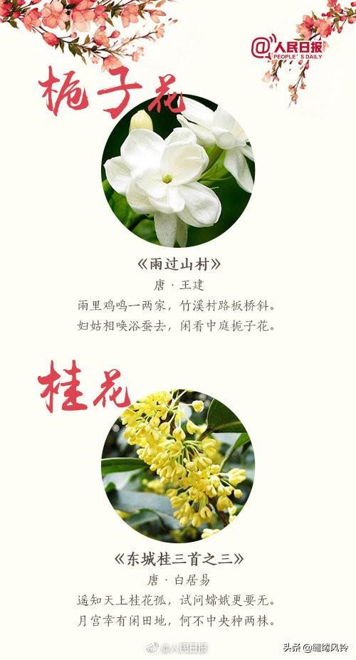 有关赏花的诗句，有关赏花的诗句有哪些（《人民日报》精选18首鲜花古诗）