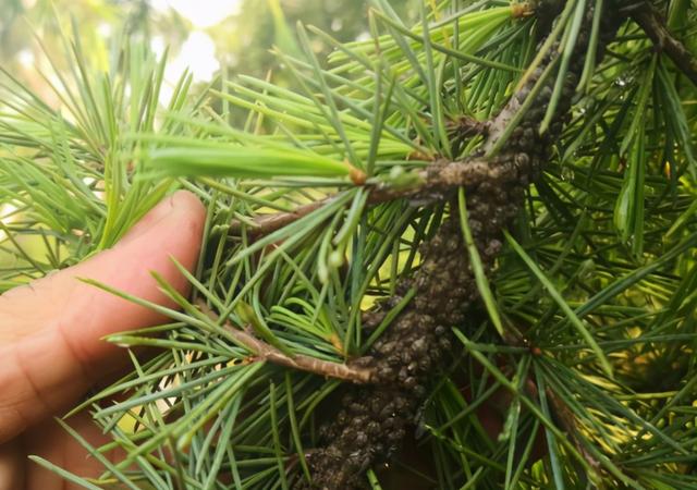 常见有害蚜虫，常见蚜虫种类介绍及防治方案大全