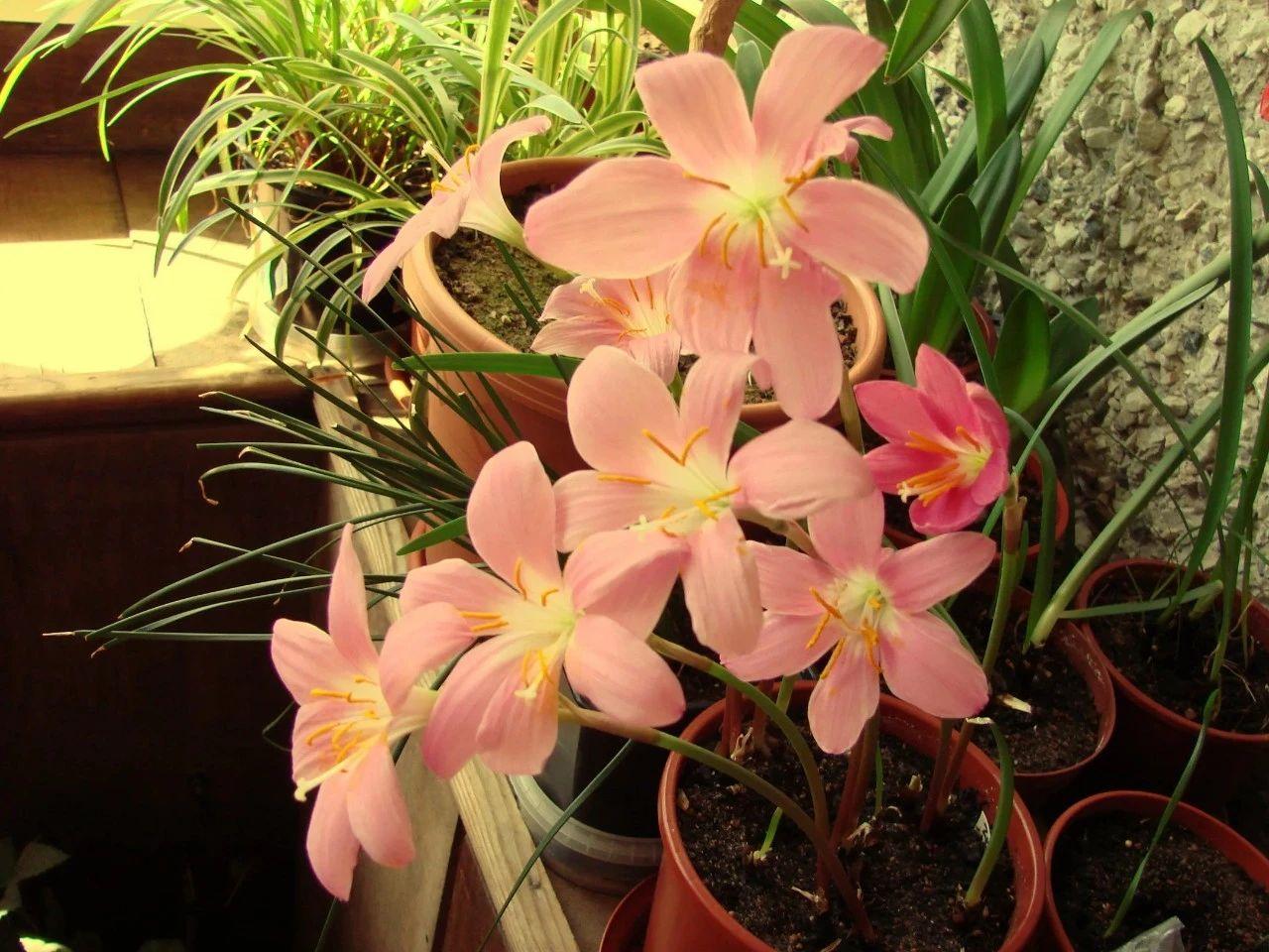 做好几点,让盆栽风雨兰花开不停,每年可不断繁殖