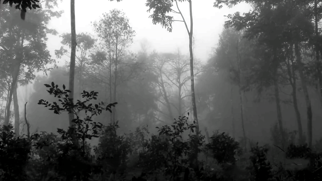 知青周萍的结局，周萍最后的结局是自杀（指导员被纳为重点嫌疑对象）