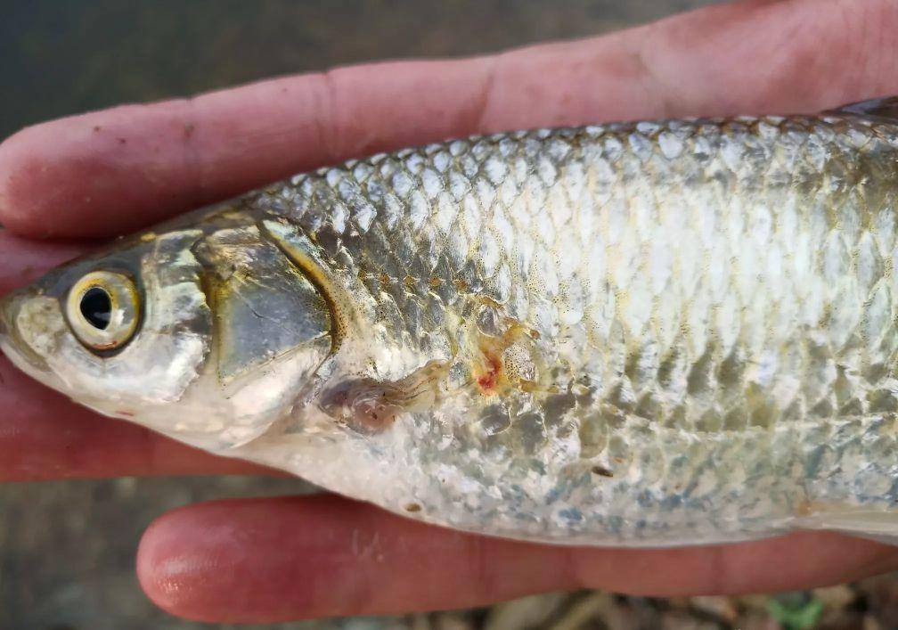 白条鱼最大能长多少斤(白条精)