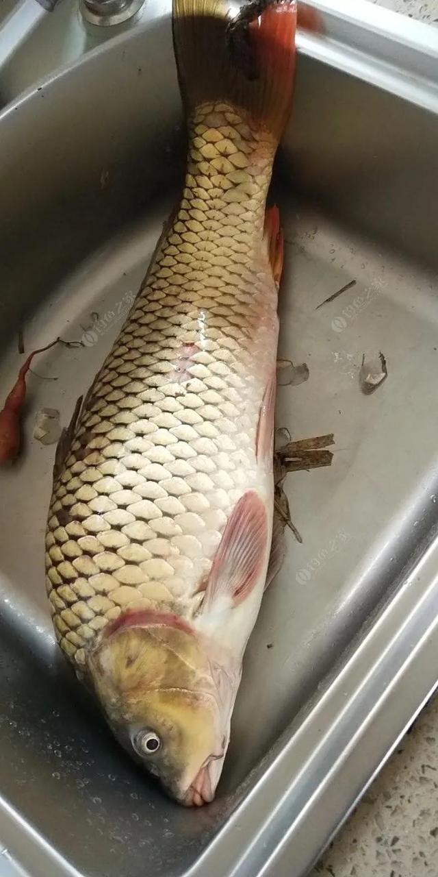 鱼尾巴怎么烧好吃，鱼尾怎么烧好吃法大全（三十斤的鲤鱼做全鱼宴）