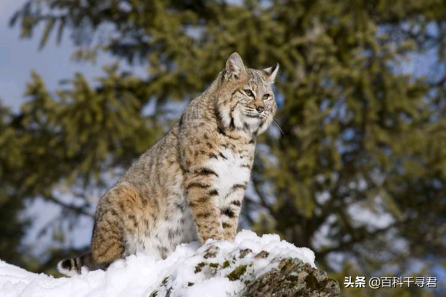 猫科动物有哪些，38种猫科动物大全（它们的分布概况和生存现状如何）