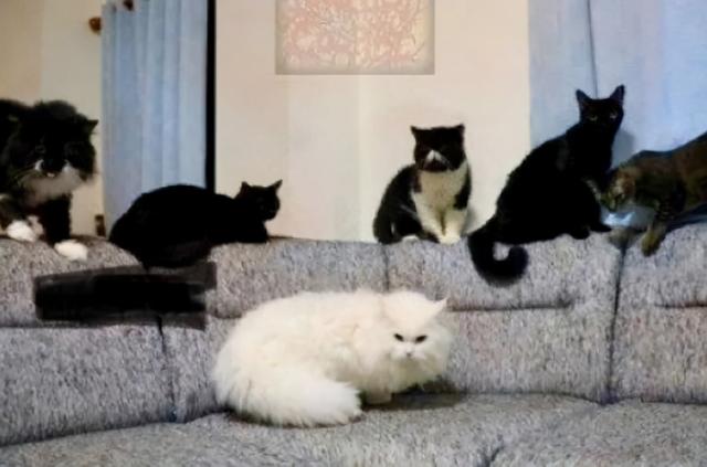 诱惑系黑白部位男头. 我对你见色起意了，微信头像，诱惑系黑白部位男头. 我对你见色起意了（别见了胸就去点离异富婆的广告）