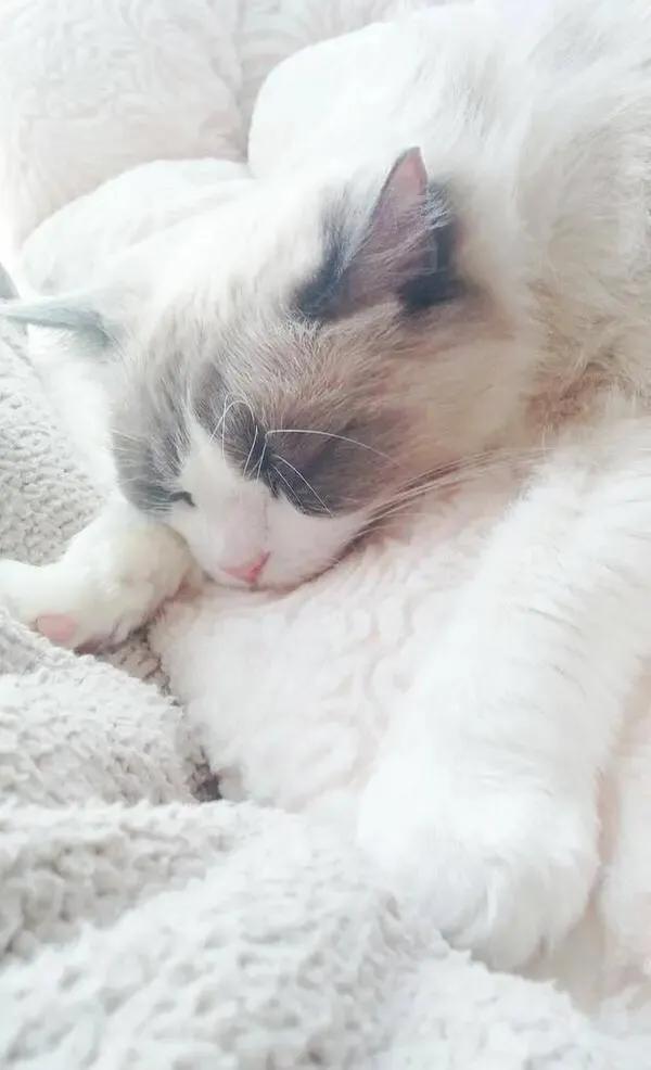 猫猫图片，我喜欢的样子你都有（宠物猫品种大全及图片）