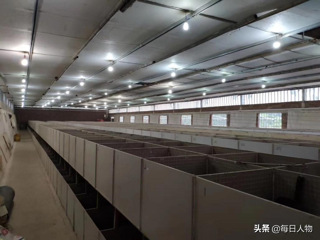 每日农经养牛(三农养牛致富经)