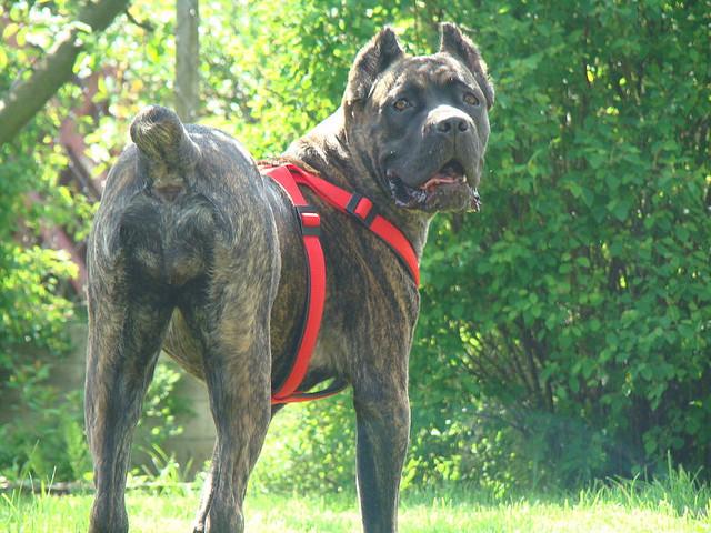 十大最护主的狗，十大最护主的狗大型犬（十种尽忠职守的护卫犬）