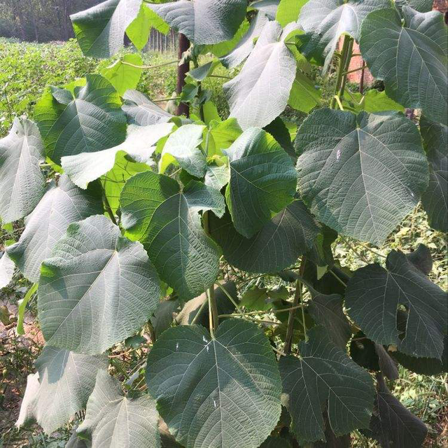 麻杆是什么什么植物,麻杆是什么植物的茎(长出火红嫩芽好喜庆)