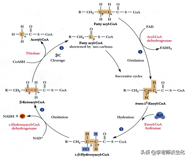 酶促反应的专一性是由什么决定的，酶促反应决定酶专一性的是（脂肪酸的转运与氧化分解）