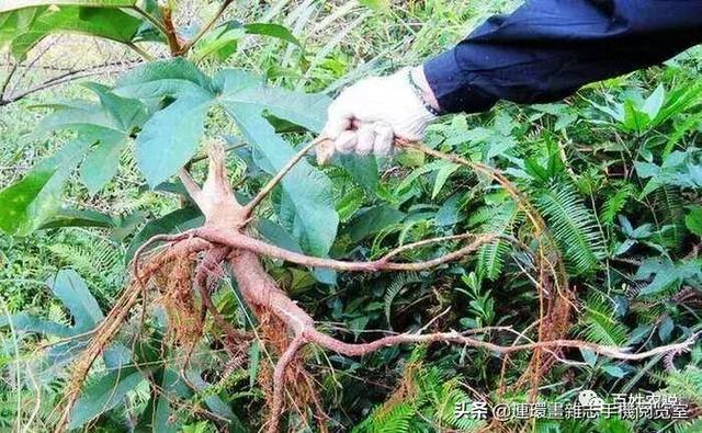 五指毛桃是什么东西，五指毛桃是什么（“五指毛桃”是什么植物）