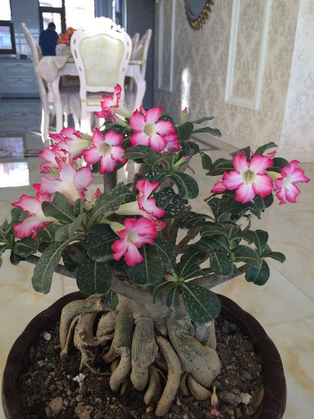 常见的八种多肉植物，各种各样的多肉植物（6种“小多肉”）