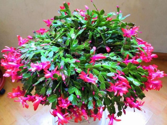 蟹爪兰的养殖方法，蟹爪兰的养殖方法和注意事项有哪些（蟹爪兰一次能开上百朵）