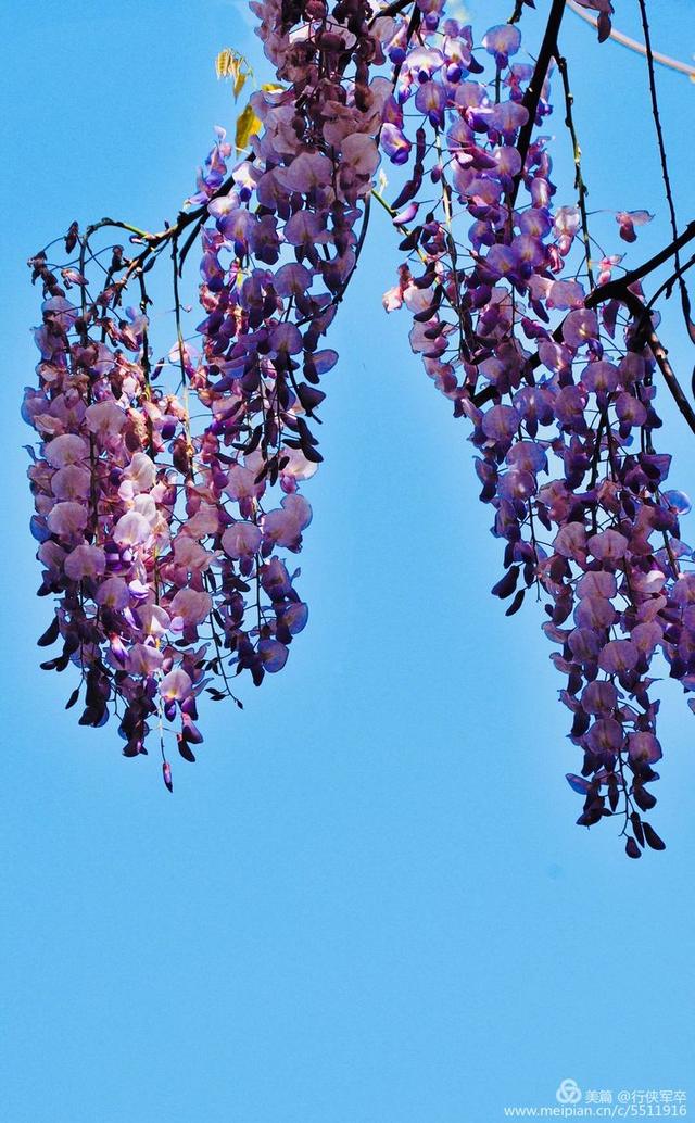 紫藤花的花语和寓意，紫藤花的寓意（我喜欢紫藤花）