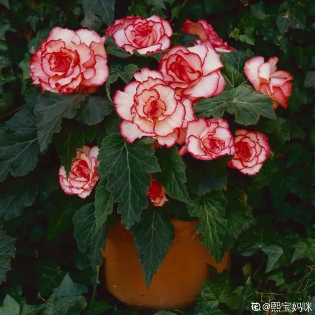 鸟尾花的繁育管理，鸟尾花 花期（30种耐阴花）