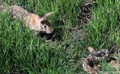 英语律师（睡前小故事）