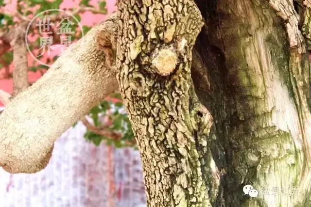 黄杨木盆景养护注意事项，怎样养黄杨木盆景（一组黄杨盆景精品欣赏）