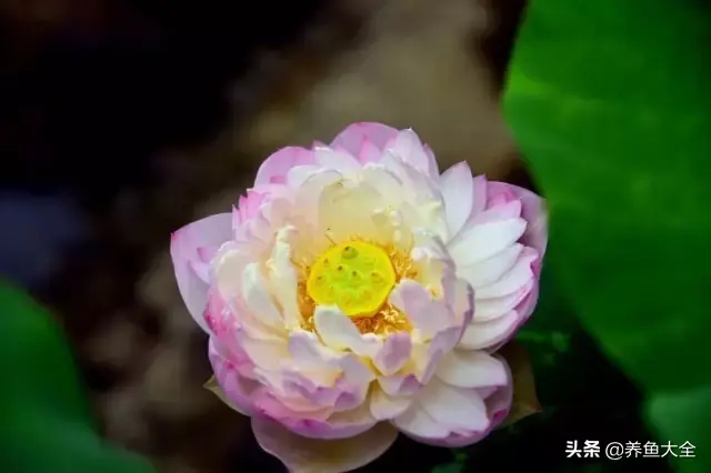 莲花的别称有哪些，莲花的别称有哪些拼音（ 太齐全太珍贵了）