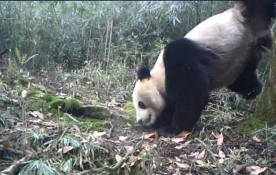 做梦拉大便是什么意思，做梦拉大便是什么意思周公解梦春天梦（生活里需要多一些默默的会心一笑）