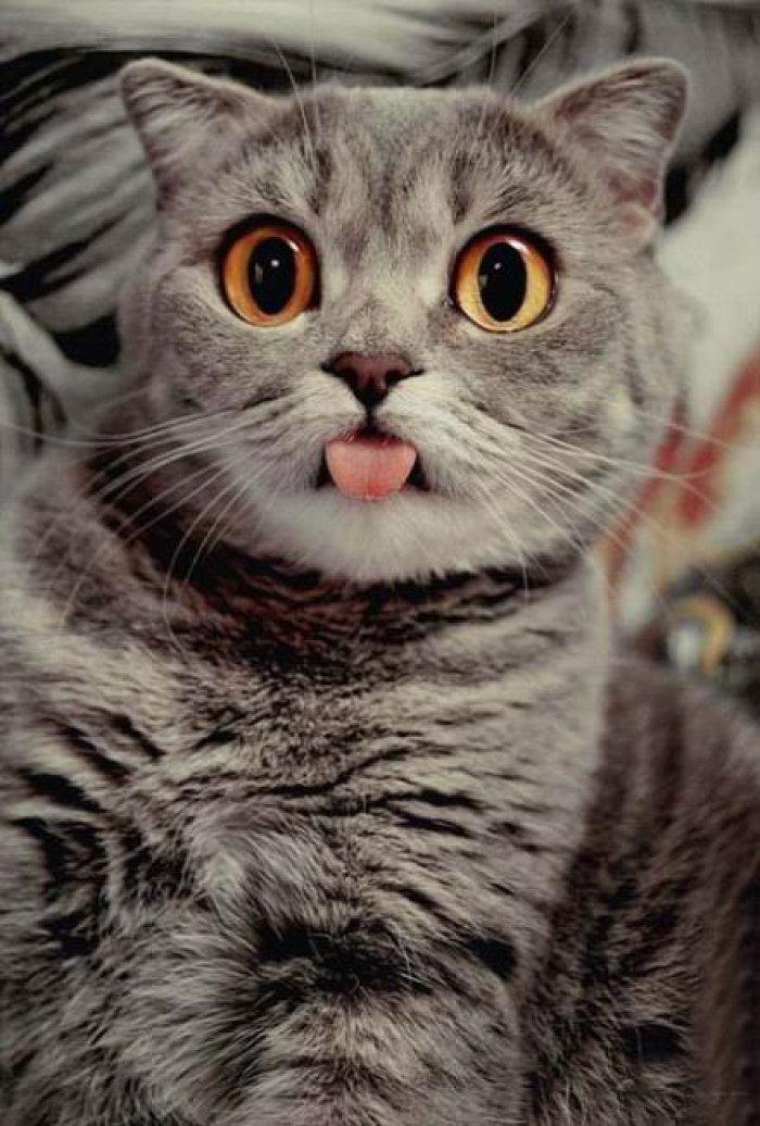 猫一直吐舌头后面死了(猫咪吐一小截舌头)