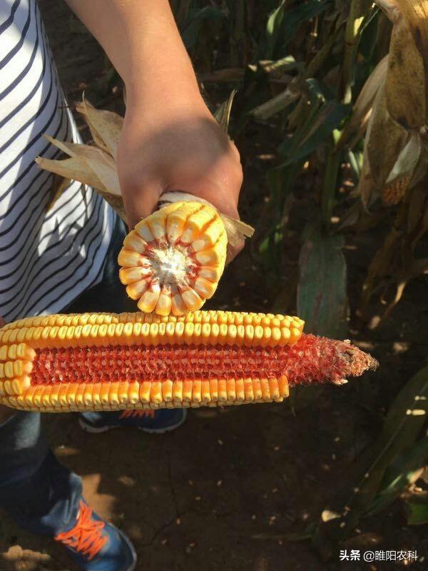 瑞普909玉米成熟多少天，瑞普909玉米夏播多少天成熟（这个玉米新品种超耐旱）