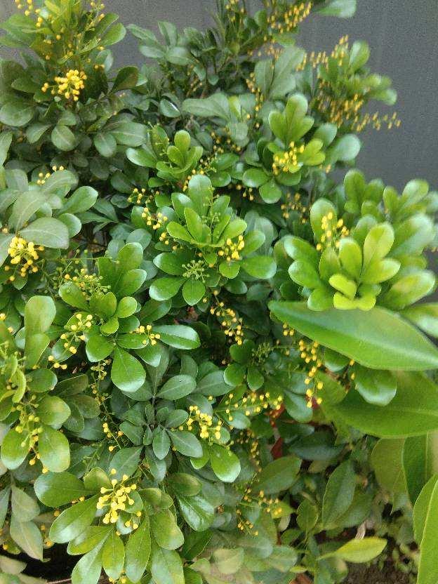 四季开花的植物，四季开花的6种植物（5种四季开花的植物）