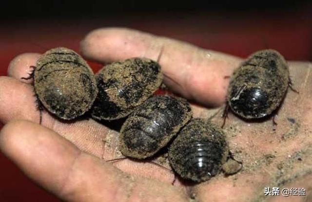 土元养殖注意哪些事项，土元繁殖注意事项（土元养殖实用技术）