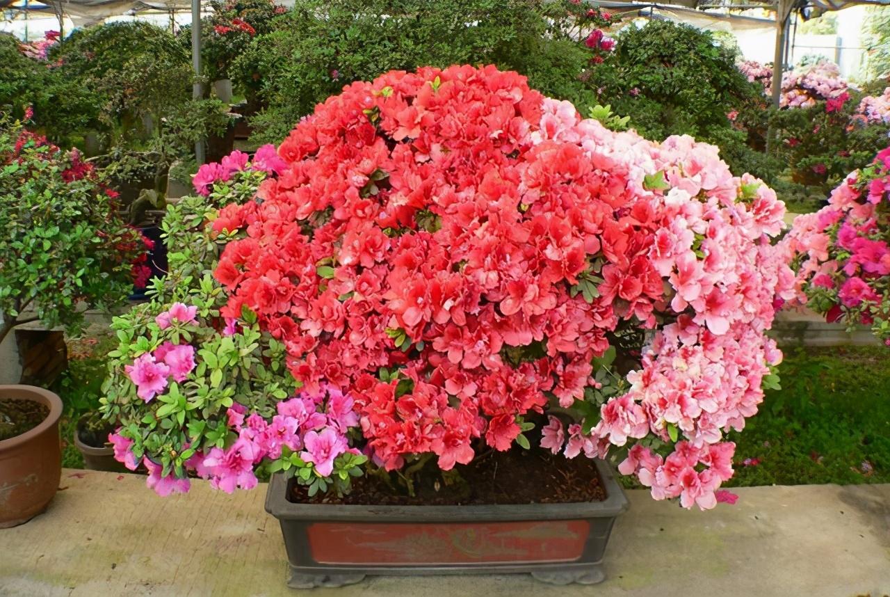 盆栽杜鹃花怎么养？分享杜鹃花的养殖方法和注意事项 盆栽