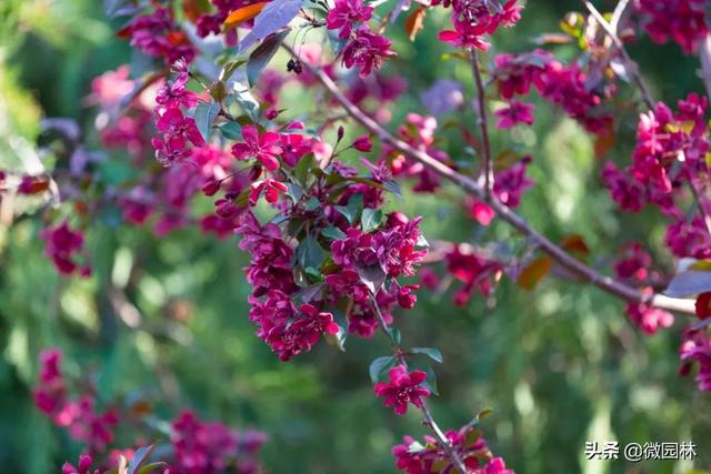 敛声息语的意思，敛声息语的意思是什么怎么造句（园林线上课堂<45>）